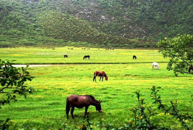 【美丽四川】亚丁记‖杜阳林