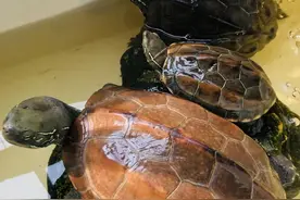 比狗还忠诚的乌龟，一生只认一个主人？我的智商被按在地上摩擦图片