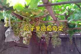 羡慕邻居家，院子里搭个葡萄架，坐在下面一串接一串吃，还能纳凉图片