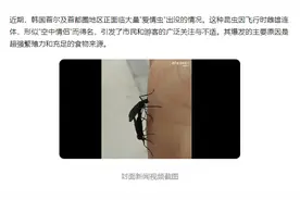 韩国首尔爱情虫爆发图片