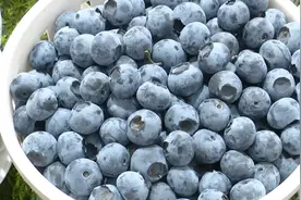 昆明蓝莓迎来"抄底价"，只是……图片