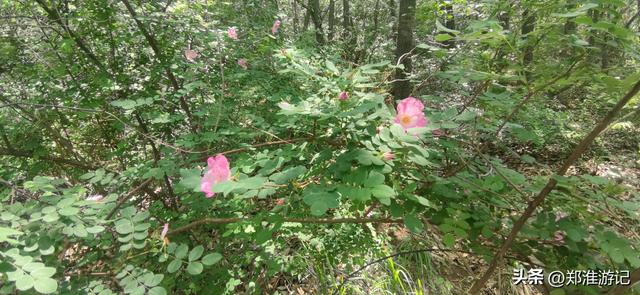 郑州周边游免费景点⑥ 徒步登封九龙潭倒拜沟小环线，12公里5小时