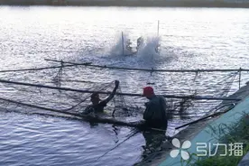 预计产量1万斤！苏州“漕湖1号”罗氏沼虾​开捕图片