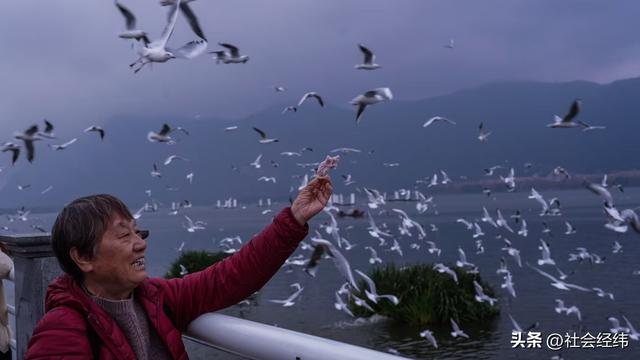 每日一景|漫步滇池湖畔·与海鸥共舞