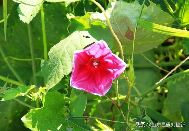 走亲曹家庙（一）