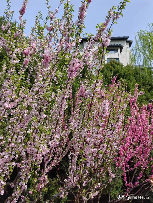 北京玉渊潭，赏樱正当时