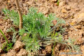 春天草，冬天宝，介绍五款野外常见药食同源野菜功效及食用方法图片