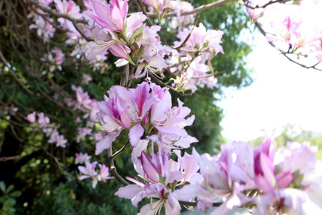 春日限定浪漫！郑屯镇宫粉羊蹄甲盛放
