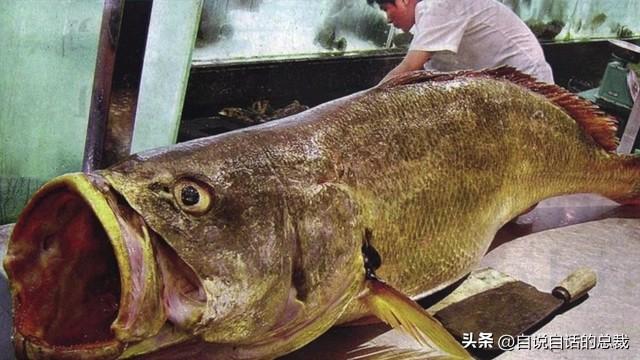 十多年老花胶多少钱 2026年十几年的花胶