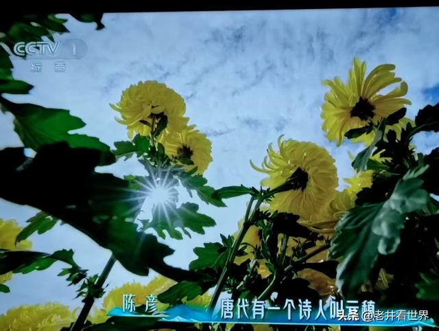 歙县归来不看菊 || 王留记