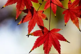 打压你的人都是蓄谋已久，并且很喜欢用道德来绑架你，或者要挟你图片