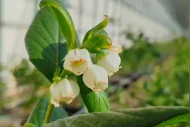 敖汉旗数万棵蓝莓树迎来开花期图片