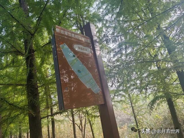 慧河湿地里的济宁新发现 || 胡成冮