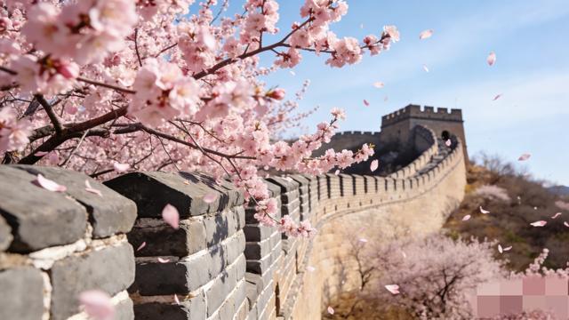 北京桃花刷屏出圈！满城粉白开得正盛，错过这7天再等一整年