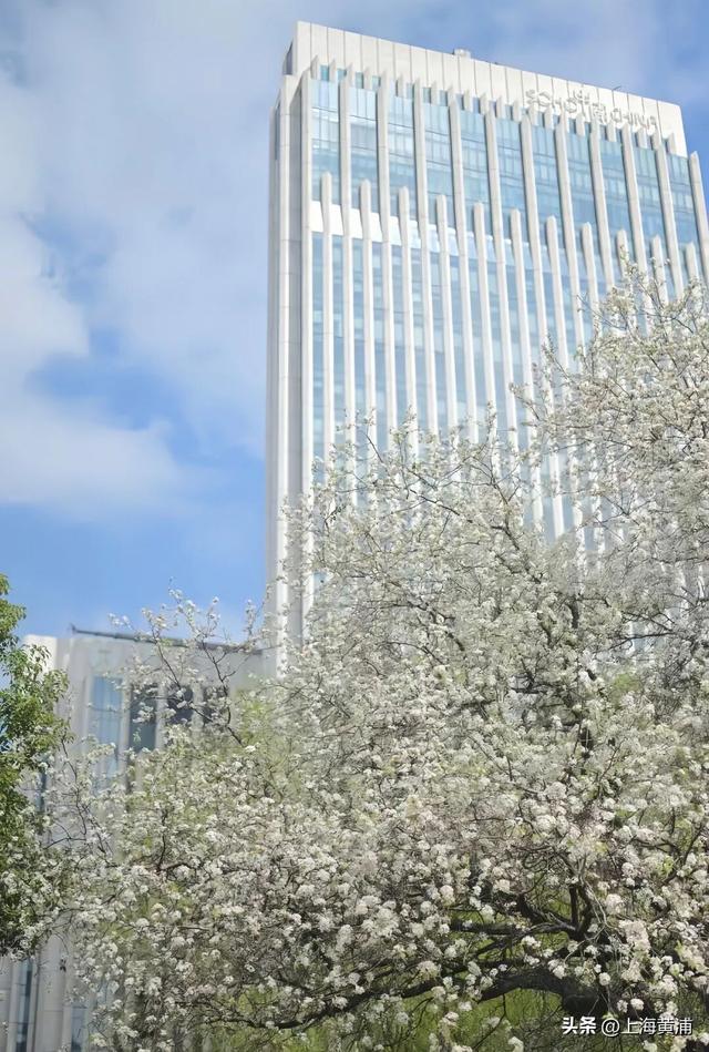 “魔都唯二”！太美啦！