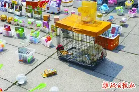 @株洲人 街头这些活体宠物套圈，你怎么看？图片