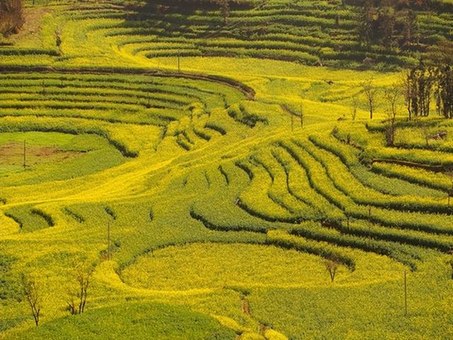 国内 3 月赏花 TOP15，避开人潮，每一处都美到不想走