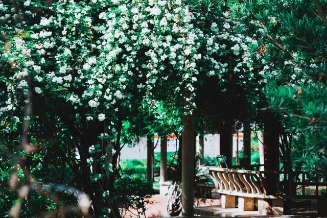 春日郫都随手拍 | 用脚步，丈量郫都的春天（文末送福利哦🥳）