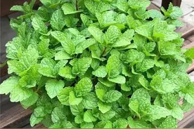 养薄荷，有一点非常重要，长势更旺盛，一年四季都绿油油很精神图片