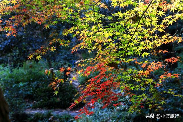 杭州冬日徒步，从古村到茶园，银杏金黄枫树染红，感受山野之乐