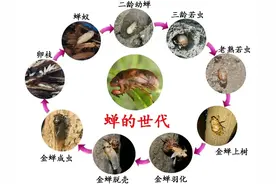 金蝉的一生真的太神奇了，简直就是上帝的礼物，难道不是吗？图片