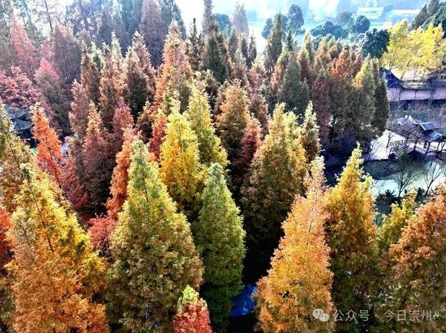 出片率100%！为崇州这些高颜值路连发三天朋友圈！