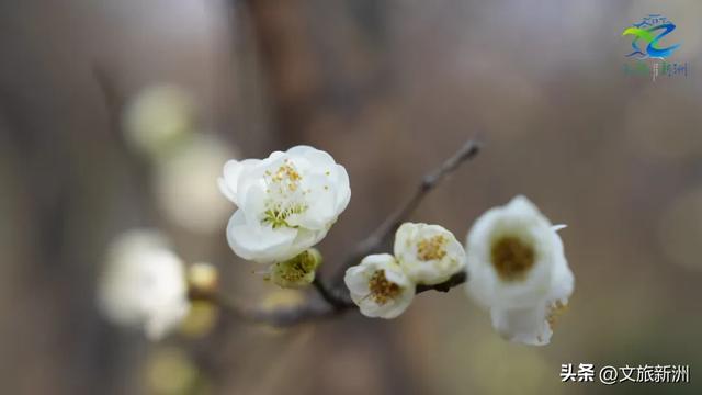 新洲梅花抢先打卡！抓住冬日第一抹绽放的色彩