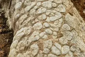 真龙还是蟒蛇？蚌山警方揭秘“湖南真龙现世”图片