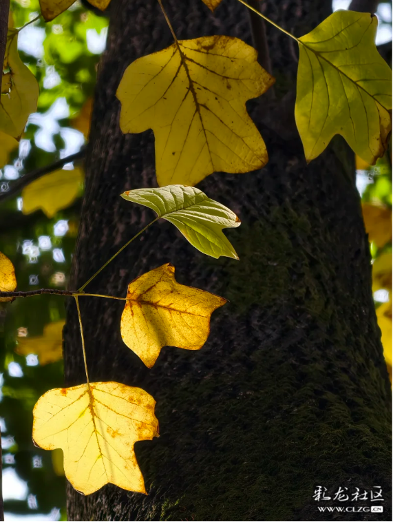 立冬 昆明植物园拾秋