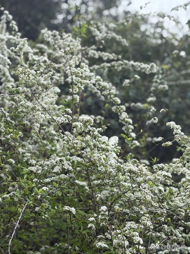 来石屏牛街赴一场与繁花的诗意之约~