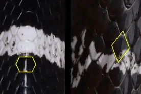 原创河南，山东有哪些毒蛇，中国最毒的蛇可能是什么蛇？图片