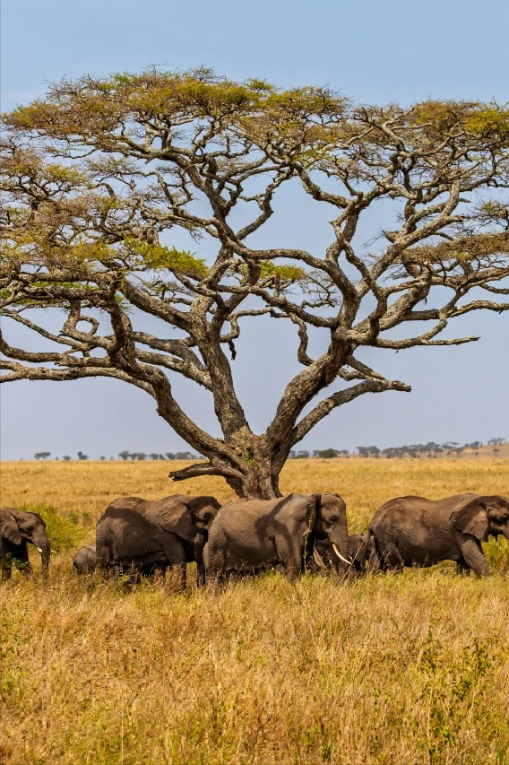 连穿五国，东非Safari！一次前所未至的旅行，人生清单再完成一项