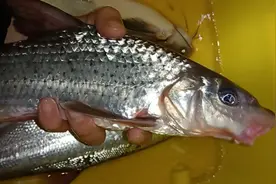 重庆男子钓获40cm长巨型花参鱼，号称最嫩淡水鱼，网友：确实难钓图片