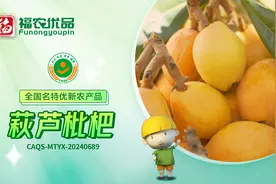 色泽橙黄 口感清甜 萩芦枇杷 | 福建省【全国名特优新农产品】图片