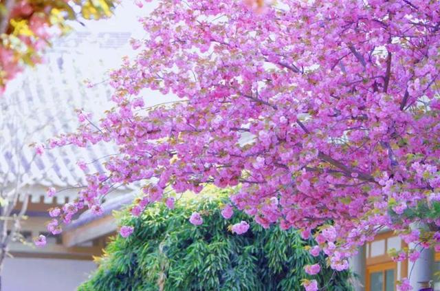 超全！陕西各地春日花海赴约指南