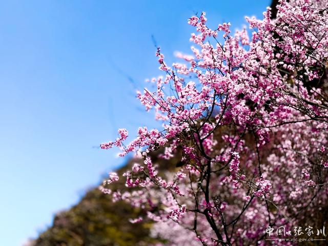 诗意春芳华·花开张家川