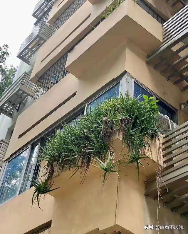 山东一男子晒离家5年的芦荟，枝繁叶茂惊呆众人，网友:成精了