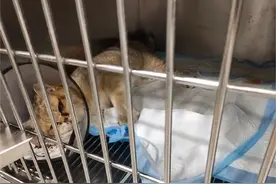 经历了三次猫咪尿闭，选择了中药治疗。图片