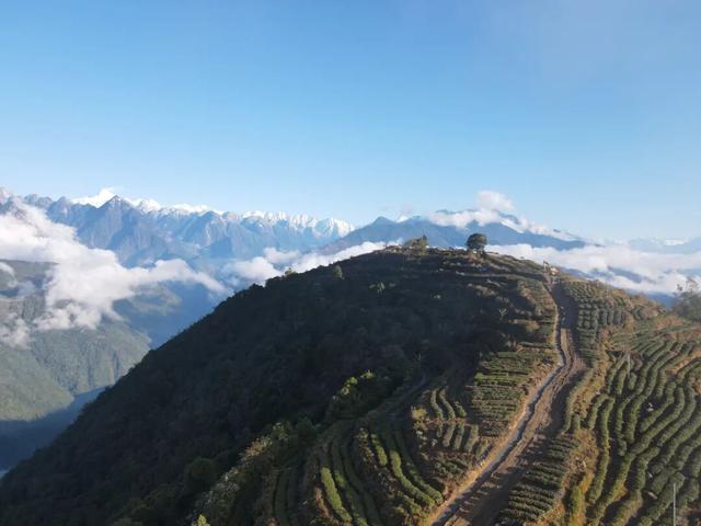 比格林童话更美！墨脱这个村坐拥雪山茶园秘境