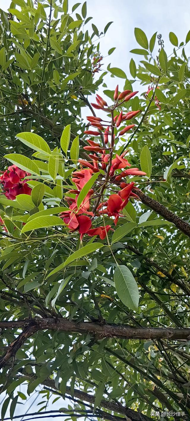 柴米油盐调味诗与远方，抚仙湖那一抹红