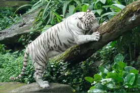 奇葩饲养指南！硬生生把老虎养成了大猫图片