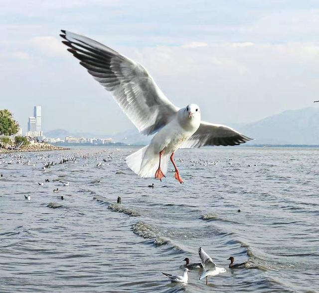 快乐的25/26深圳湾候鸟季