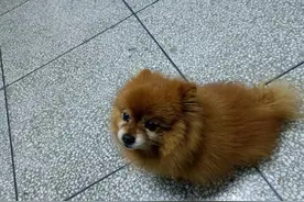 妻子十年前溺水身亡，她生前养的那只小黄狗，做的事让我流泪！图片