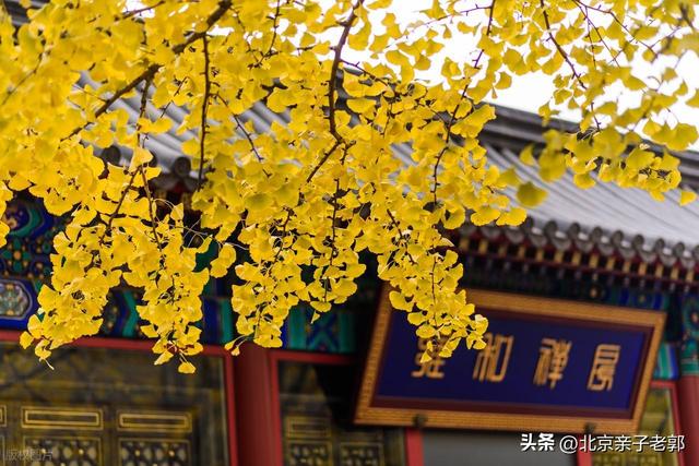 北京秋日Citywalk全攻略｜本周银杏黄金路线追秋指南