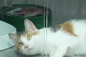 喵生大事件！做好这些轻松应对！图片