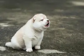 狗狗长大后还会记得自己的爸爸妈妈吗？图片