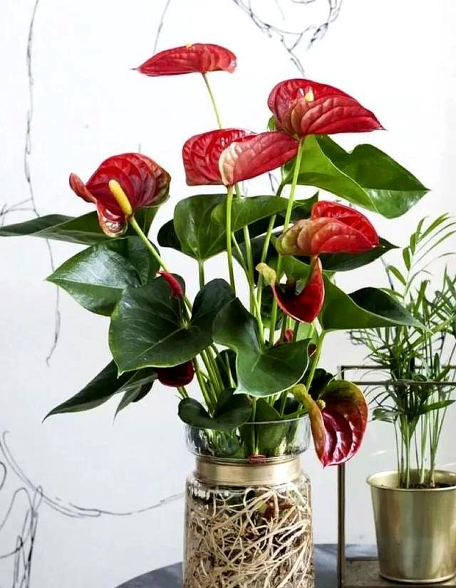 元旦前后，家中养上5种花，越冷越爱开，持续200天	，好看还好养！