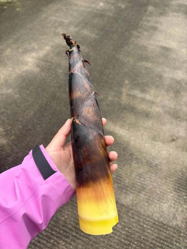 成都1h直达5000亩竹林，不费腿0门票，徒步挖笋玩水遛娃天花板！