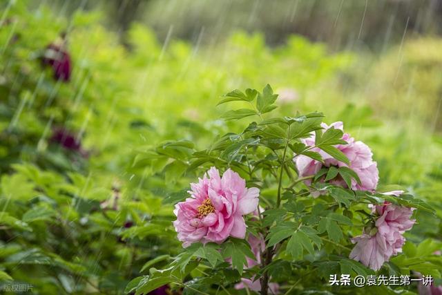 今日中秋，老人说最怕“中秋一日雨”，中秋下雨有啥预兆？早了解
