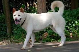 狗肉究竟是不是中国人的传统食物?前202年2月28日刘邦称帝图片